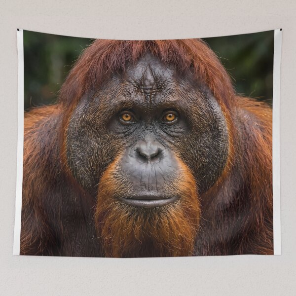 Item preview, Wise Eyes - Close-Up Portrait of an Orangutan designed and sold by TeeBeeDesigns.