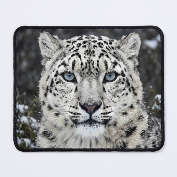 Item preview, Snow leopard, face on close up beautiful wild big cat designed and sold by TeeBeeDesigns.