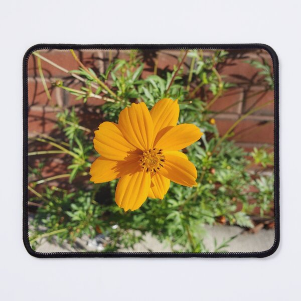 Item preview, Sidewalk Sulfur Cosmos in West Passyunk designed and sold by concretebotany.