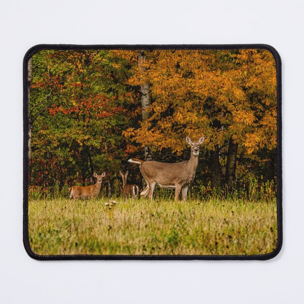Item preview, Autumn Whitetail Gathering designed and sold by Imrick Photography.