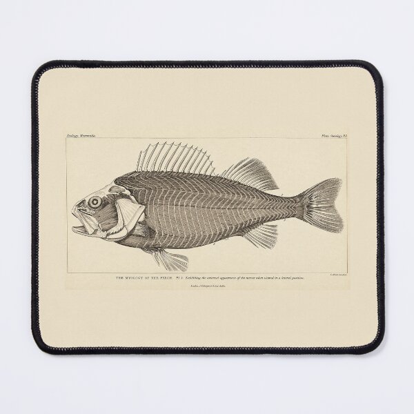 Item preview, "The Myology of the Perch" (Plate I) designed and sold by The Ravens Ballad.