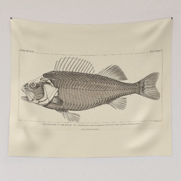 Item preview, "The Myology of the Perch" (Plate I) designed and sold by The Ravens Ballad.