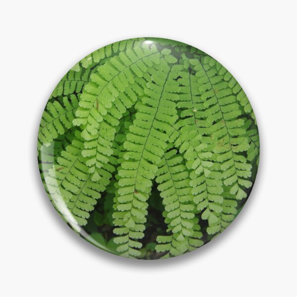 Item preview, Maidenhair Fern Growing in Greenery designed and sold by The Botanical Jason.