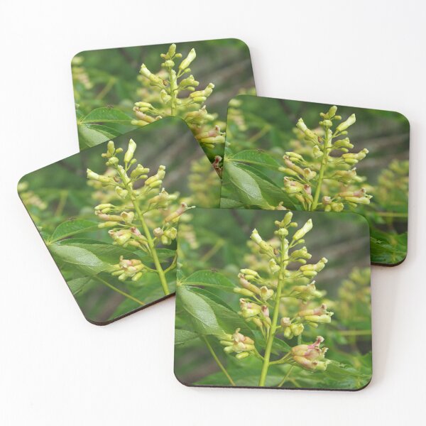 Item preview, Yellow Buckey Flowers in North Carolina designed and sold by The Botanical Jason.