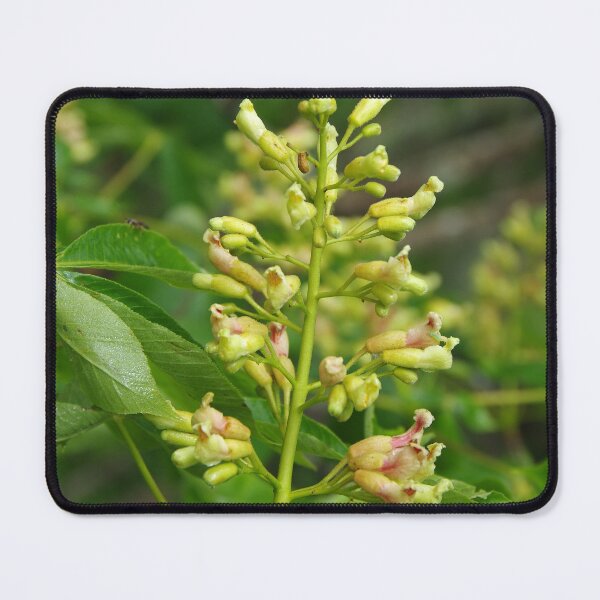 Item preview, Yellow Buckey Flowers in North Carolina designed and sold by The Botanical Jason.