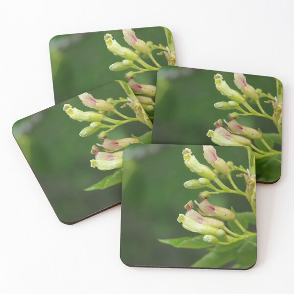Item preview, Copy of Yellow Buckey Flowers in North Carolina designed and sold by The Botanical Jason.
