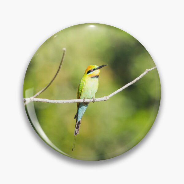 Item preview, Rainbow Bee-eater designed and sold by robdanimalphotography.