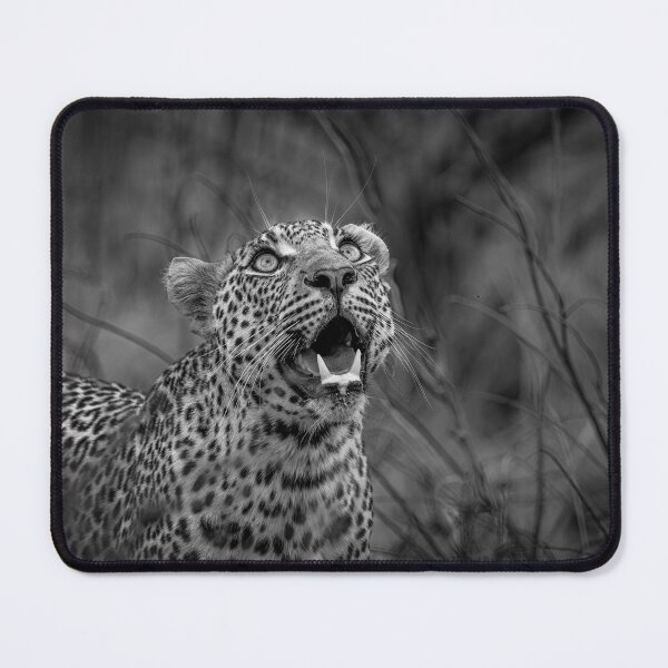 Item preview, Leopard Looking Up designed and sold by hwagemaker48.