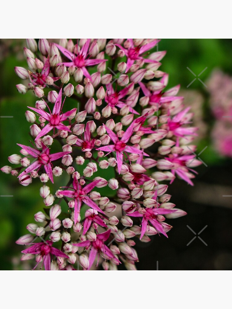 Sedum Autumn Joy by debfaraday