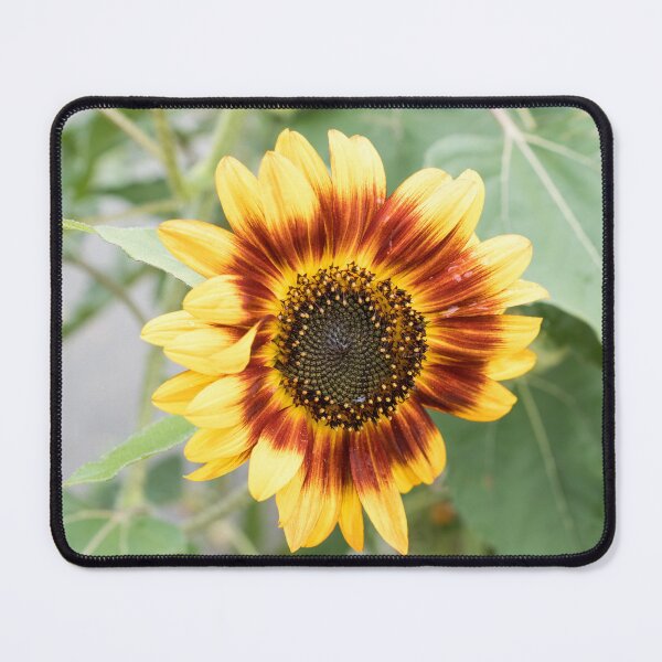 Item preview, Wet Sunflower Blooming in Warm Yellow and Rufous Red designed and sold by Georgia Mizuleva.