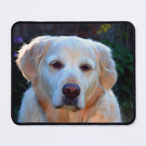 Item preview, Golden Retriever Dog Portrait designed and sold by AndyEvansPhotos.
