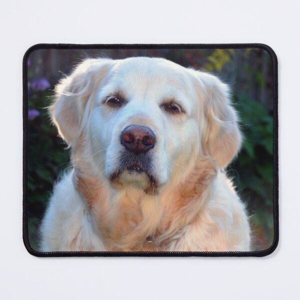 Item preview, Golden Retriever Dog Pet Portrait designed and sold by AndyEvansPhotos.