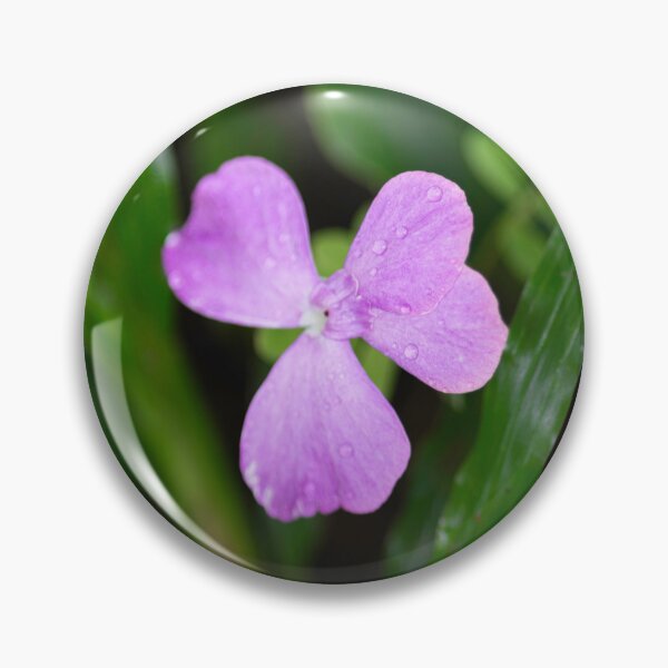 Item preview, A small purple wildflower, Kaempferia rotunda or peacock ginge. designed and sold by MiMee4451.