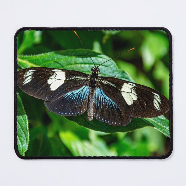 Item preview, Sara Longwing Butterfly designed and sold by JLW Photos.