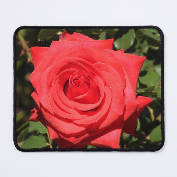 Item preview, Red Rose designed and sold by jnorton772.
