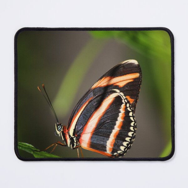 Item preview, Postman Butterfly Resting on a Green Leaf – Macro Photography designed and sold by celinebisson.