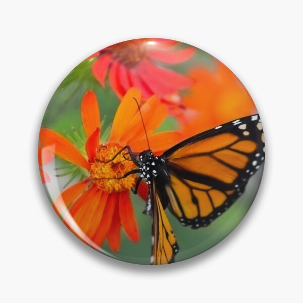 Item preview, Monarch Butterfly Feeding on Vibrant Orange Flowers designed and sold by celinebisson.