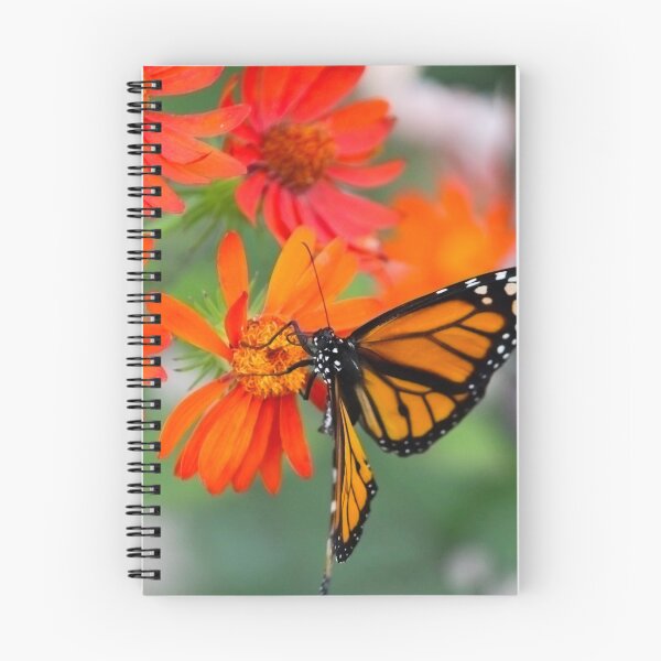 Item preview, Monarch Butterfly Feeding on Vibrant Orange Flowers designed and sold by celinebisson.