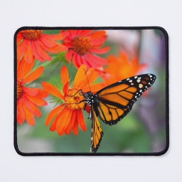 Item preview, Monarch Butterfly Feeding on Vibrant Orange Flowers designed and sold by celinebisson.