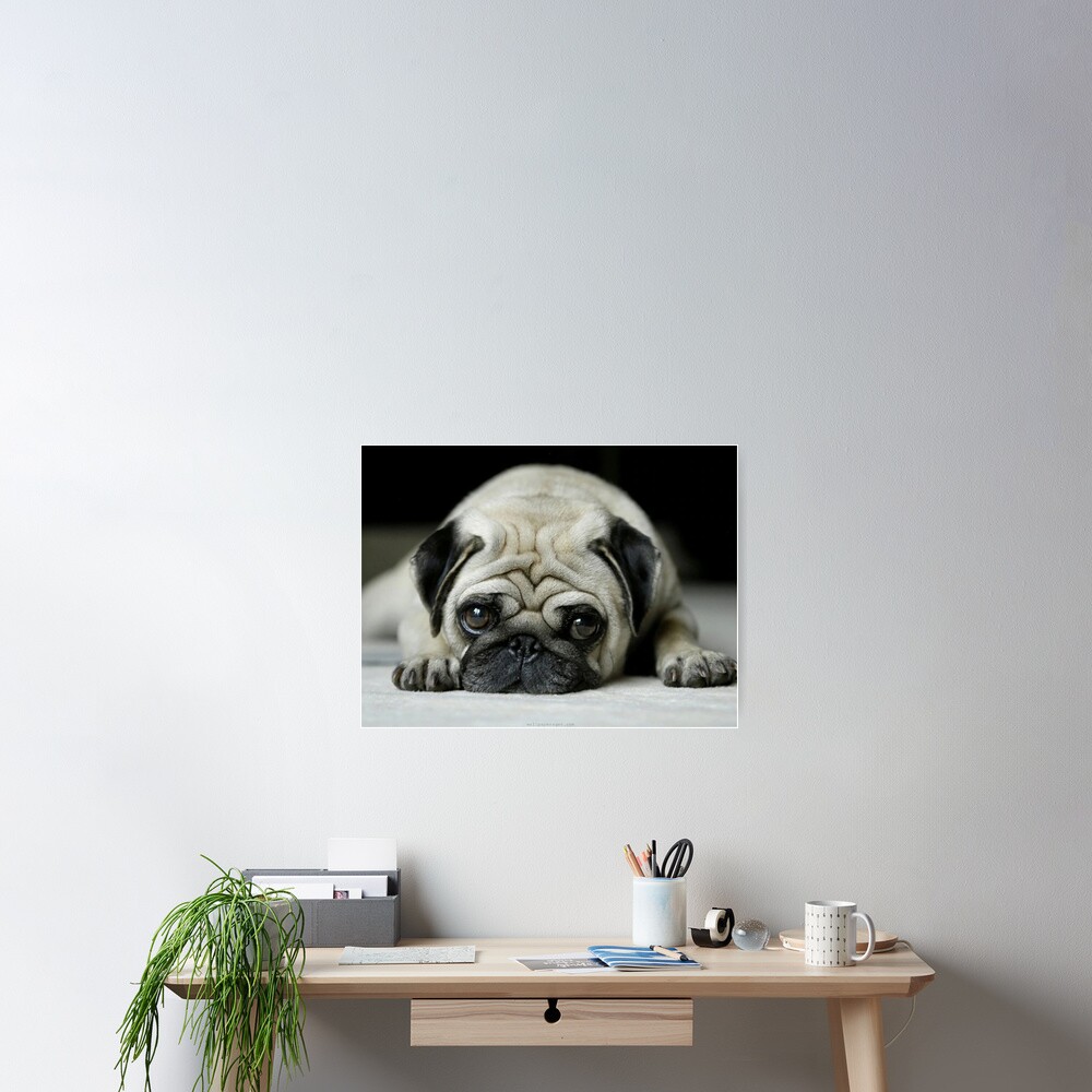 Art Animal Graphy Pug Dog Treat Food Eyes Cute Large Wall Art Poster Print