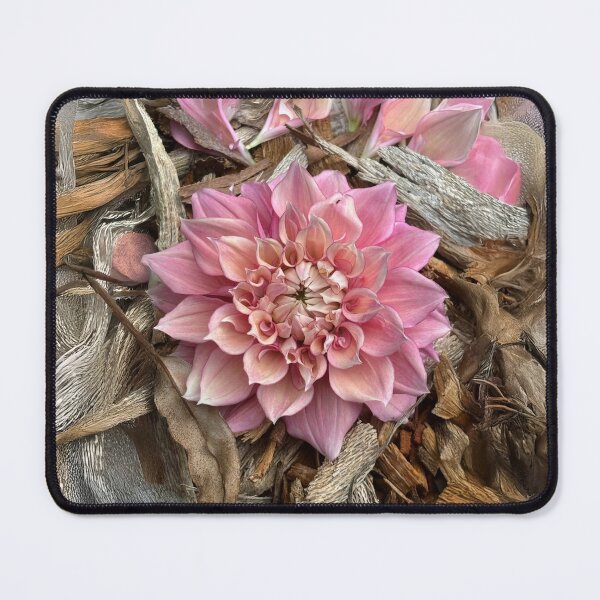 Item preview, Peach Whisper designed and sold by Serenade Dahlias.