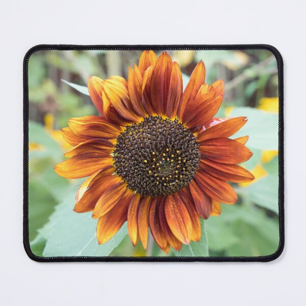 Item preview, Vibrant Coppery Orange Sunflower in Bloom designed and sold by Georgia Mizuleva.