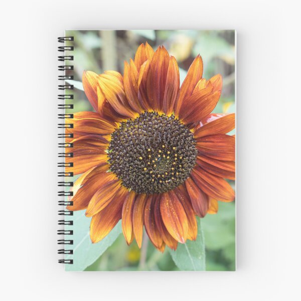 Item preview, Vibrant Coppery Orange Sunflower in Bloom designed and sold by Georgia Mizuleva.