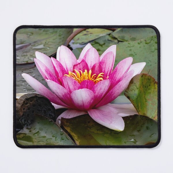 Item preview, Water Lily in Pink designed and sold by Twisted Light Images.