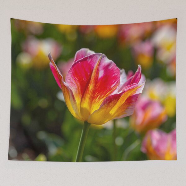 Item preview, Fire and Silk Tulip designed and sold by Twisted Light Images.