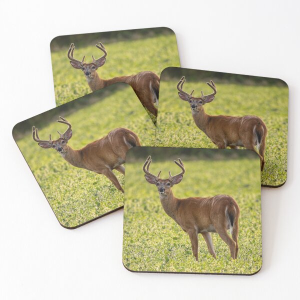 Item preview, Buck in Velvet designed and sold by Imrick Photography.