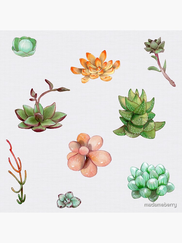 Bubbly Succulents by madameberry