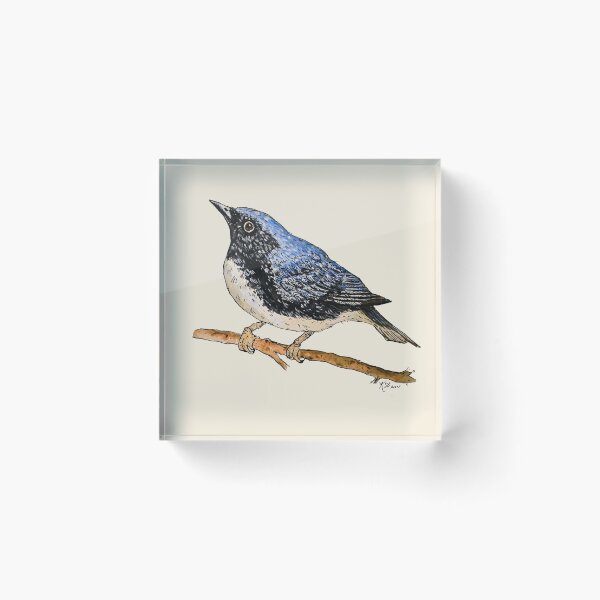 Item preview, Black Throated Blue Warbler Watercolour and Ink designed and sold by Kathryn Shaw - Wildflies.