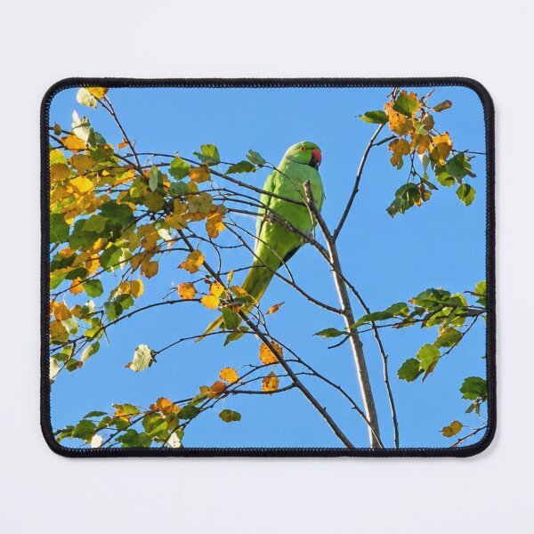 Item preview, Lime-Green Parakeet Amidst Autumn Leaves designed and sold by Astute-Artio-Photography.