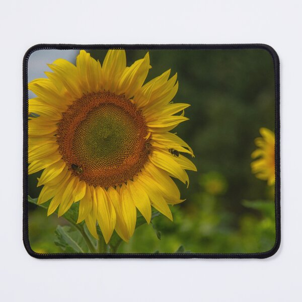 Item preview, A Sunflower designed and sold by Darrell Kroulik.