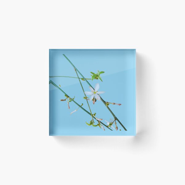 Item preview, White Flower Green Vines Spider Plant Photograph Blue Background designed and sold by BOKEbyTC.