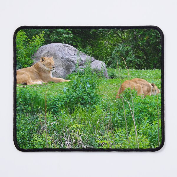 Item preview, Lionesses  designed and sold by Creek Nymph Photography.