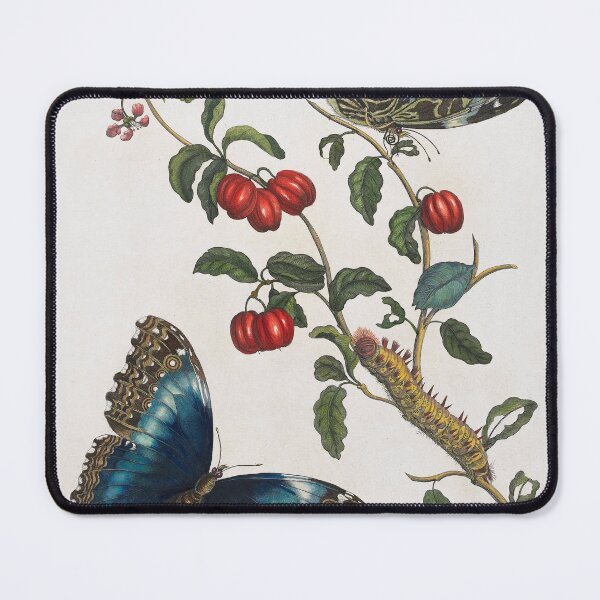 Item preview, Great Blue Butterflies and Red Fruits (1705-1771), vintage botanical illustration by Maria Sibylla Merian. designed and sold by AngyDesigns49.