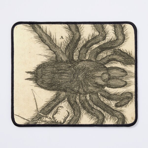 Item preview, Spinnen XVII (1680) by Jan Luyken and Jan Claesz ten Hoorn designed and sold by AngyDesigns49.
