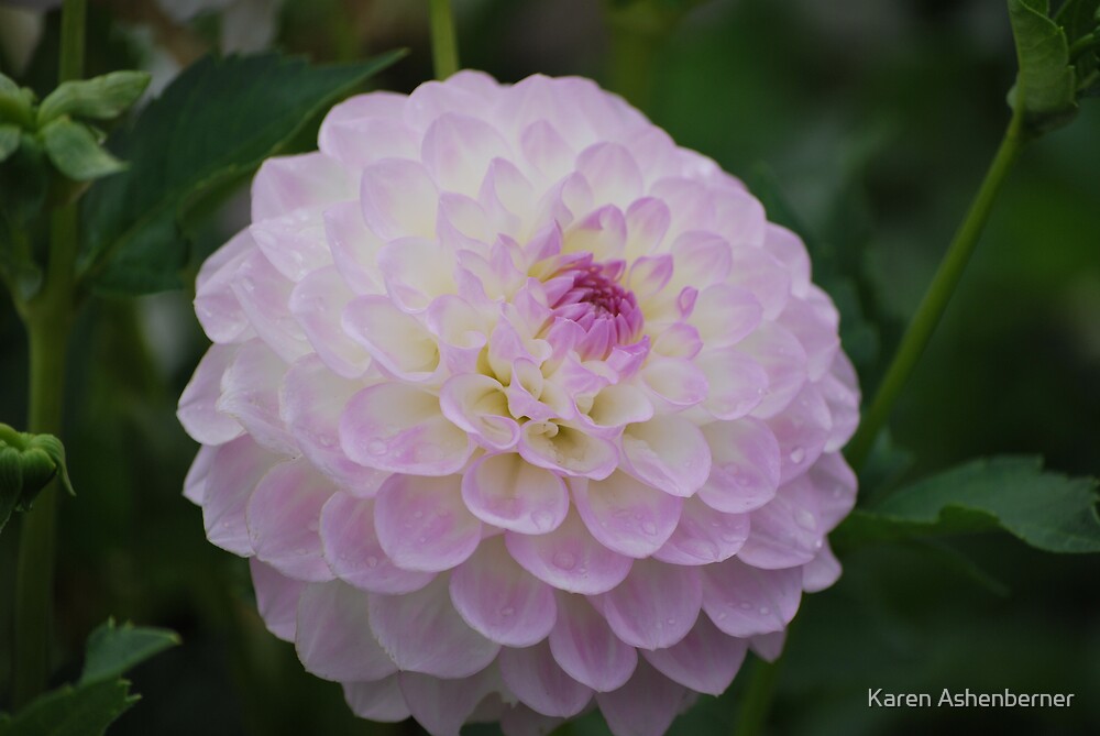 “Midnight Moon - Dahlia” by Karen Ashenberner | Redbubble