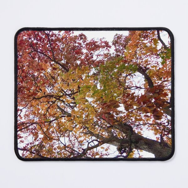 Item preview, Autumn Tree of Many Colors designed and sold by Amanda1775.