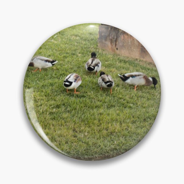Item preview, Group of Mallard Ducks Resting on Grass Near Pond in Urban Park designed and sold by Nmallia.