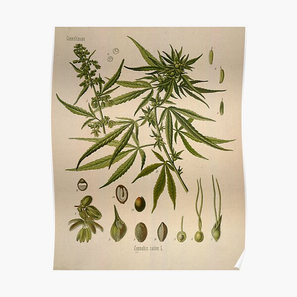 Cannabis sativa Poster