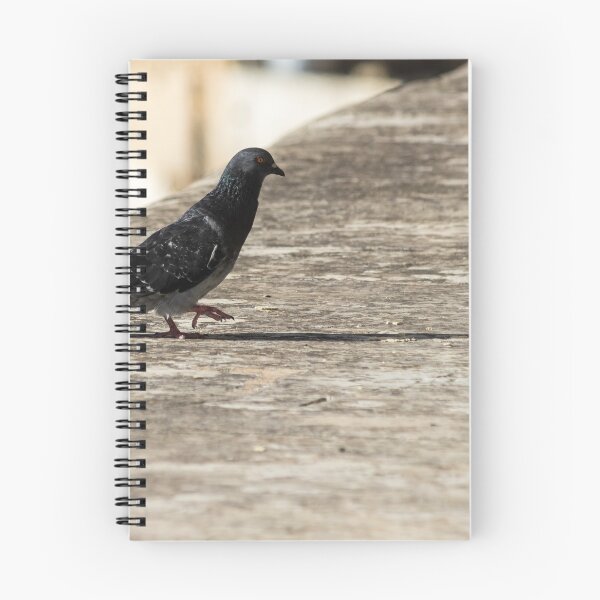 Item preview, Urban Pigeon Walking on Sunlit Concrete Ledge With Long Shadow in Cityscape designed and sold by Nmallia.