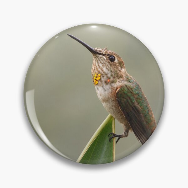 Item preview, A Little Glimmer of Gold — Hummingbird Portrait designed and sold by Kimberly Palmer.