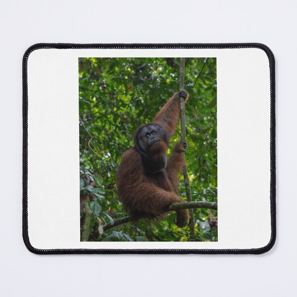 Item preview, Orangutan Resting on Tree Branch in Forest designed and sold by wildframe-color.