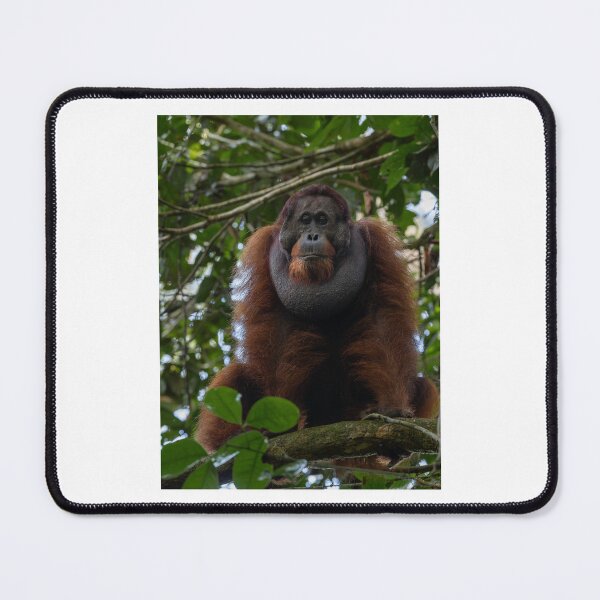 Item preview, Wild Orangutan in Jungle Canopy designed and sold by wildframe-color.