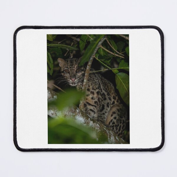 Item preview, Clouded Leopard in Forest at Night designed and sold by wildframe-color.