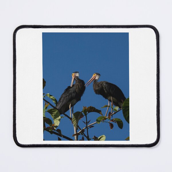 Item preview, Two Black Storks Perched on Tree Branch designed and sold by wildframe-color.