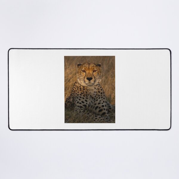 Item preview, Close-Up of a Resting Cheetah in Tall Grass designed and sold by wildframe-color.