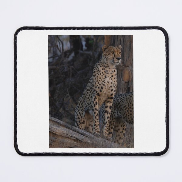 Item preview, Alert Cheetah in Natural Habitat designed and sold by wildframe-color.
